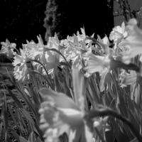 B&W Daffidols
